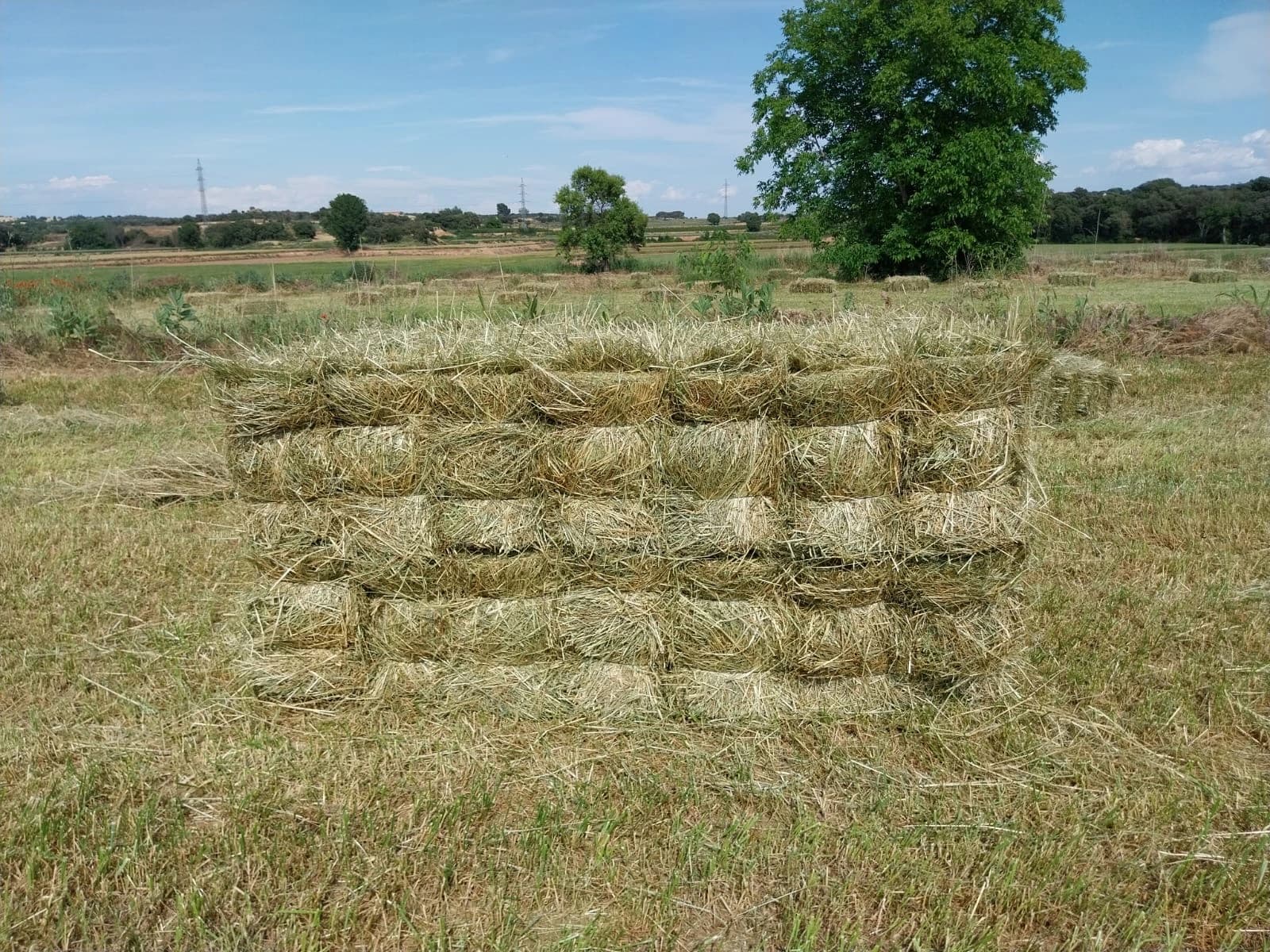 Premium hay bales in field