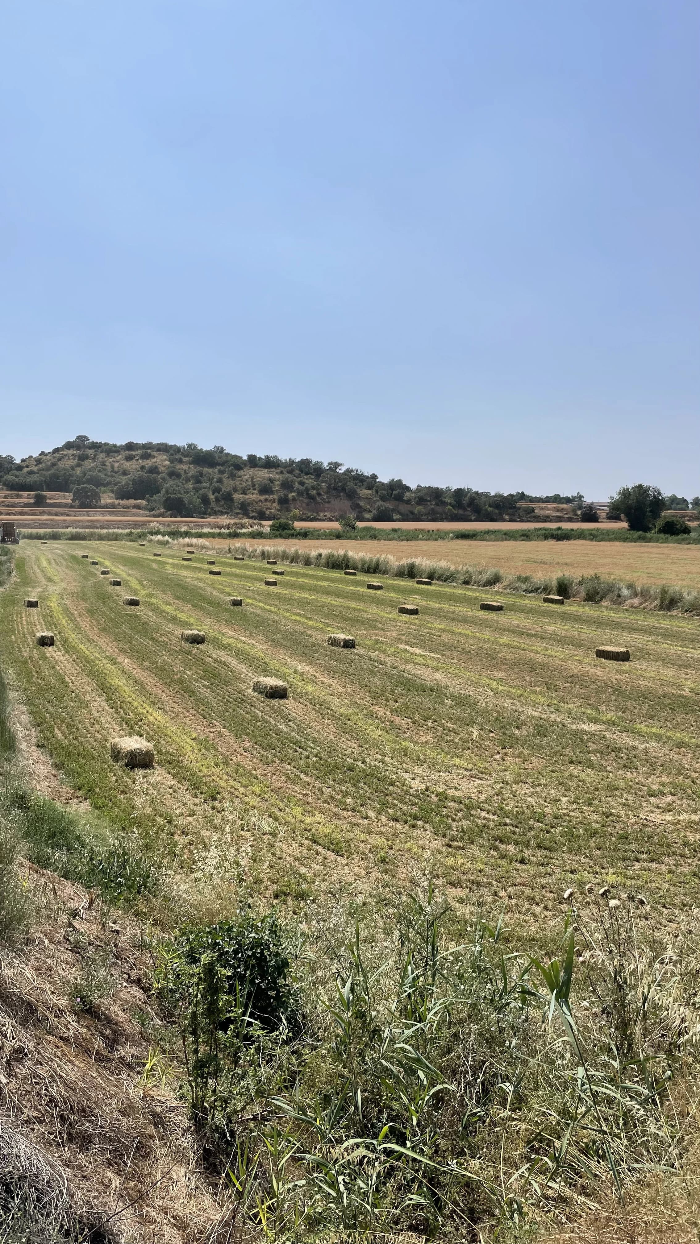 Hay bales in field